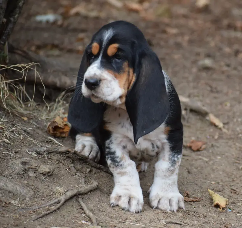 Mâle collier rouge, Basset hound, élevage Des Cotes de la Saunade