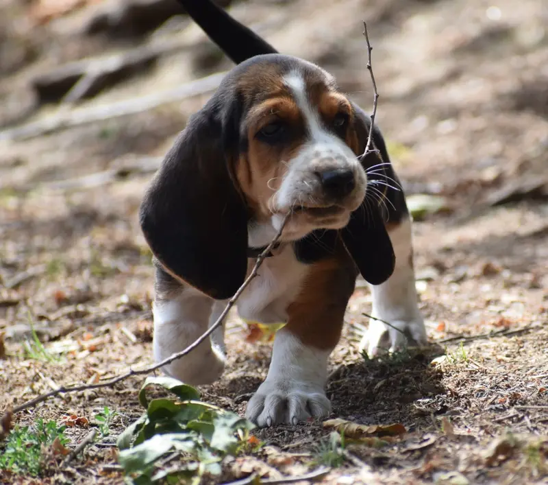 Femelle collier beige, Basset hound, élevage Des Cotes de la Saunade