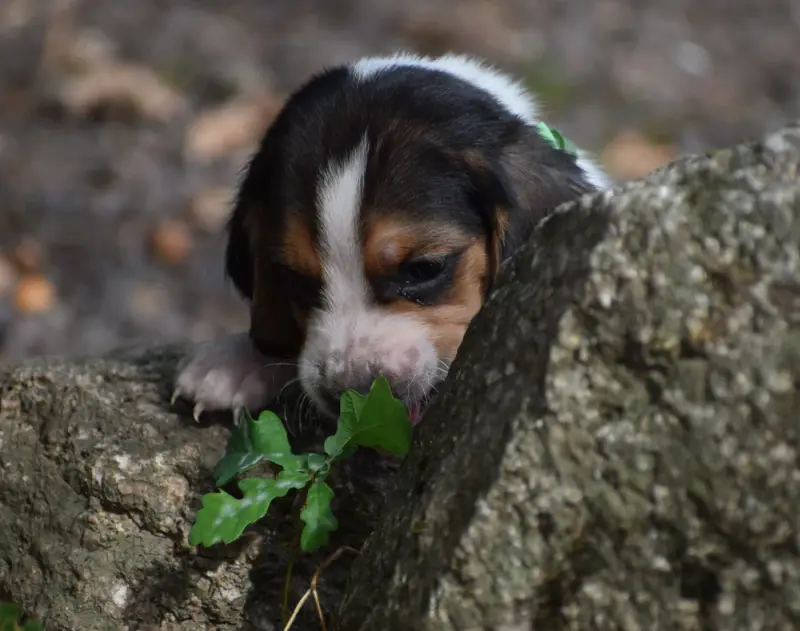 Portée de Basset hound, élevage Des Cotes de la Saunade