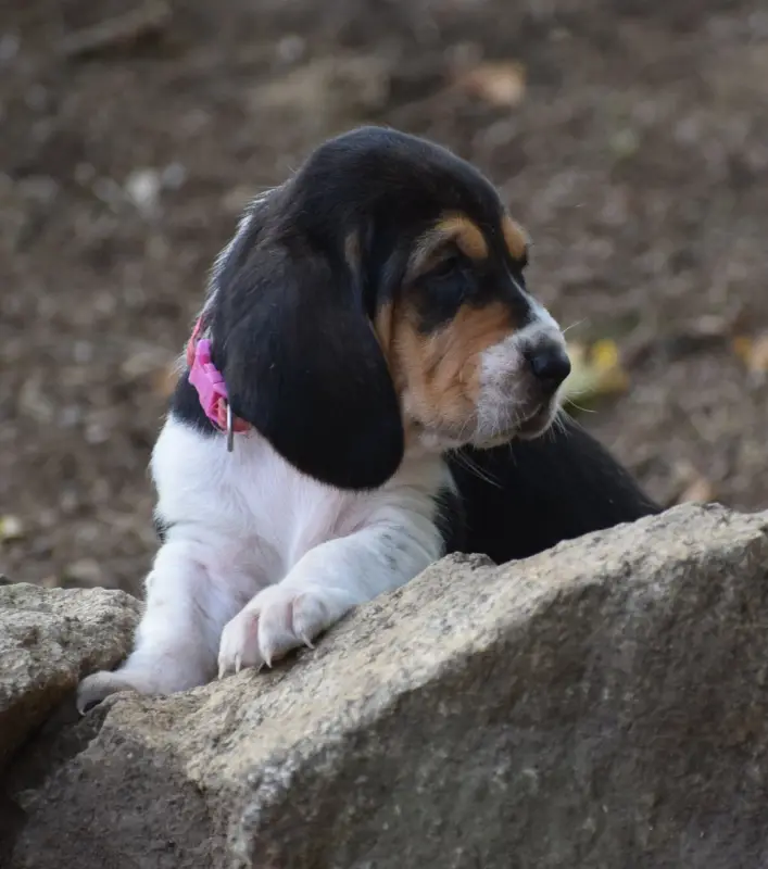 Femelle collier rose, Basset hound, élevage Des Cotes de la Saunade