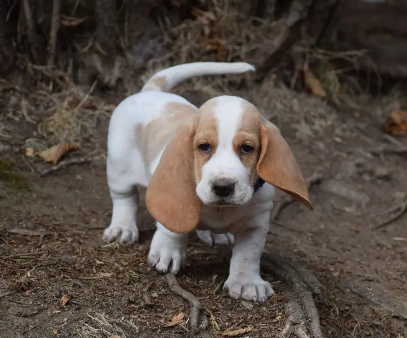 Femelle bicolore collier violet, Basset hound, élevage Des Cotes de la Saunade