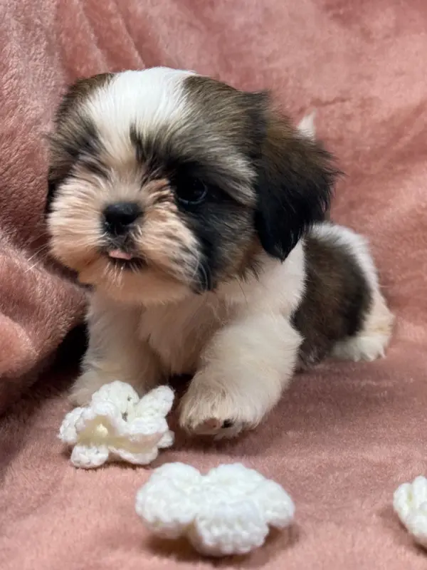 Portée de Shih tzu, élevage Of Kieu Temple