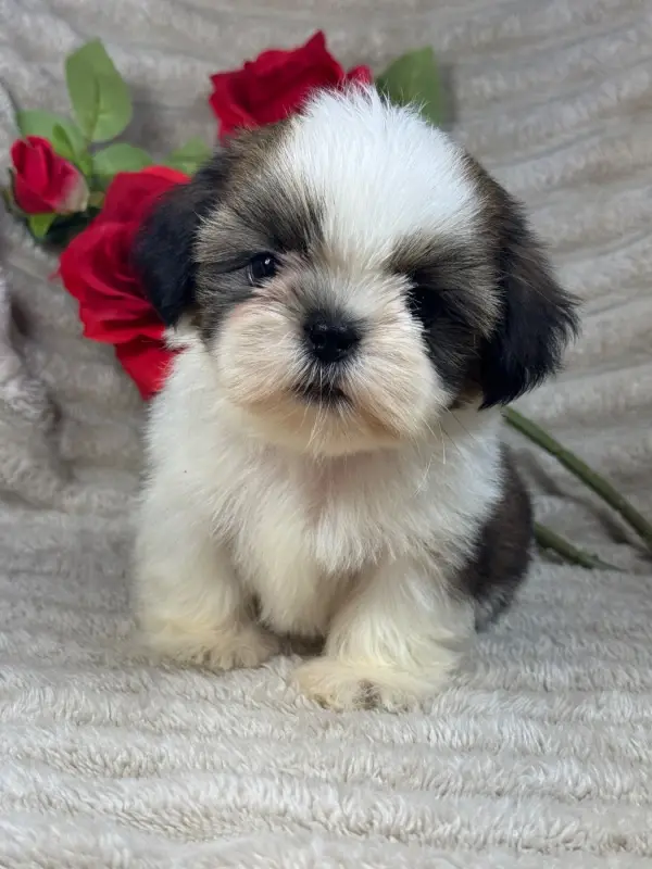 Barney, Shih tzu, élevage Of Kieu Temple