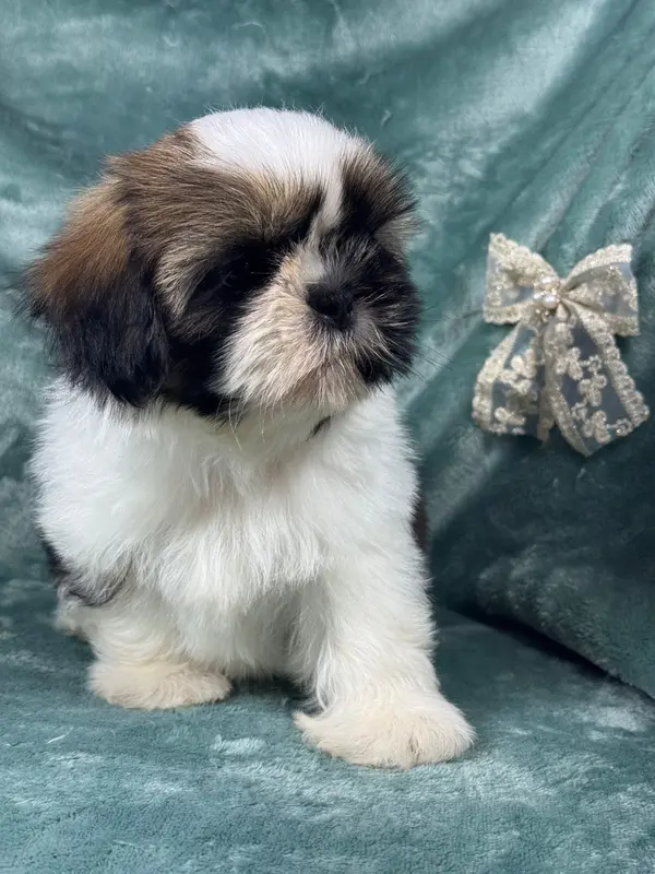 Portée de Shih tzu, élevage Of Kieu Temple