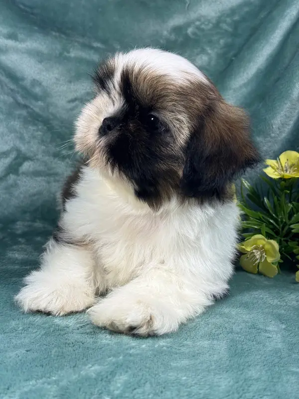 Portée de Shih tzu, élevage Of Kieu Temple