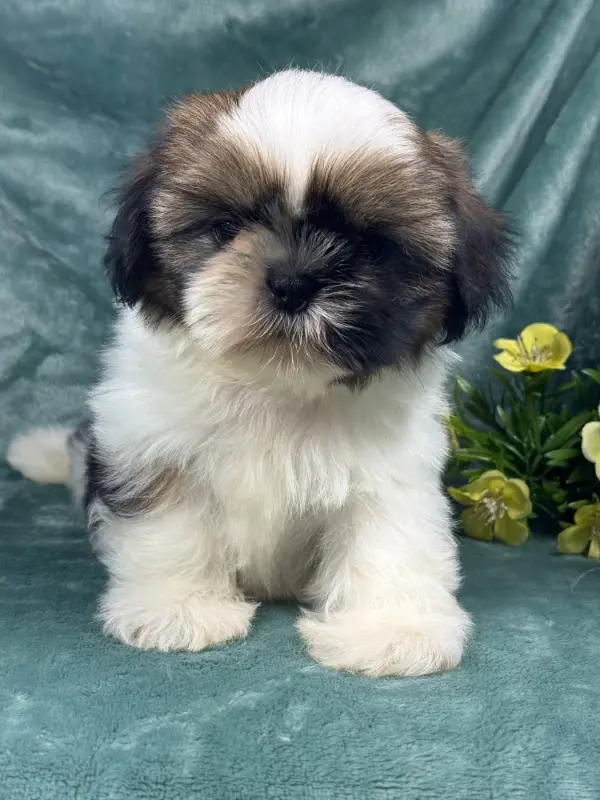Balzac, Shih tzu, élevage Of Kieu Temple