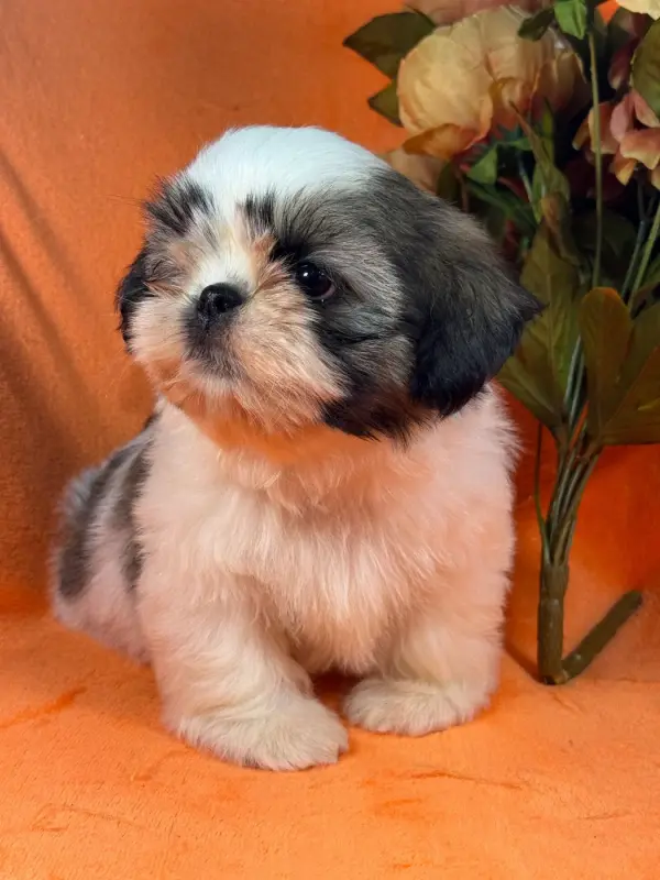 Bethoven, Shih tzu, élevage Of Kieu Temple