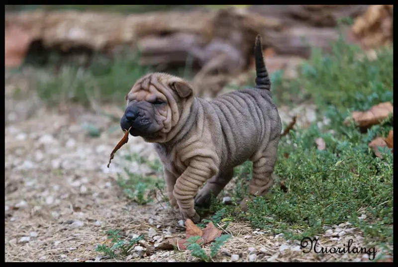 Portée de Shar-pei, élevage Du Nuorilang