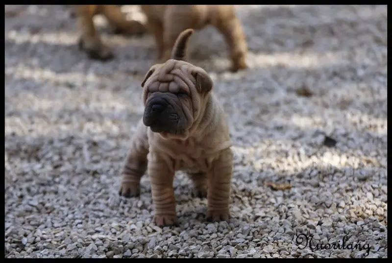 Male Fauve Horse Coat, Shar-pei, élevage Du Nuorilang