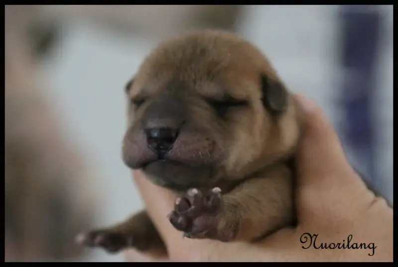 Portée de Shar-pei, élevage Du Nuorilang