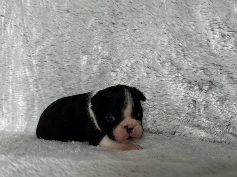 Portée de Boston terrier, élevage Chan Chue
