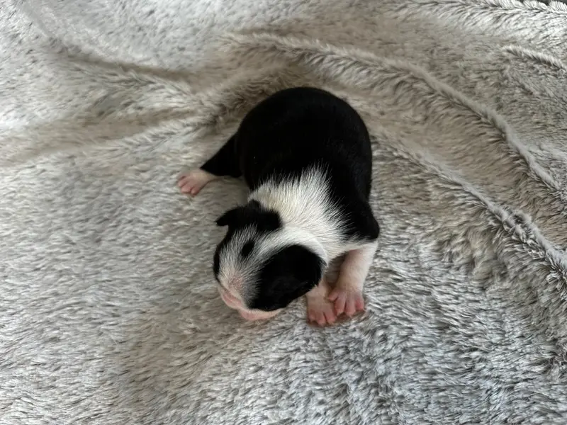 Portée de Boston terrier, élevage Chan Chue