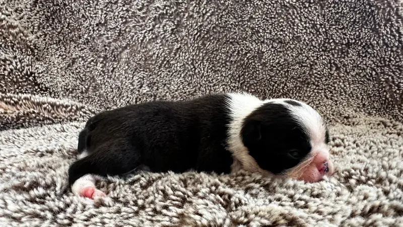 Chiot, Boston terrier, élevage Chan Chue