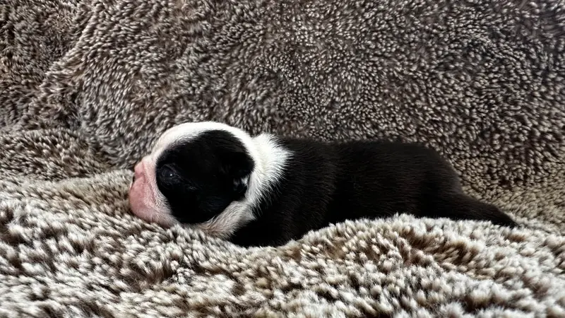 Photo de l'élevage Chan Chue