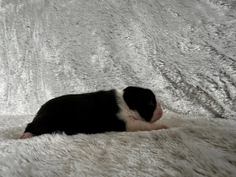 Portée de Boston terrier, élevage Chan Chue