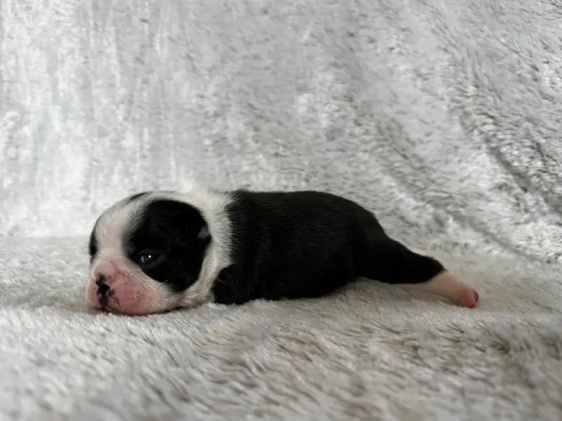 Portée de Boston terrier, élevage Chan Chue