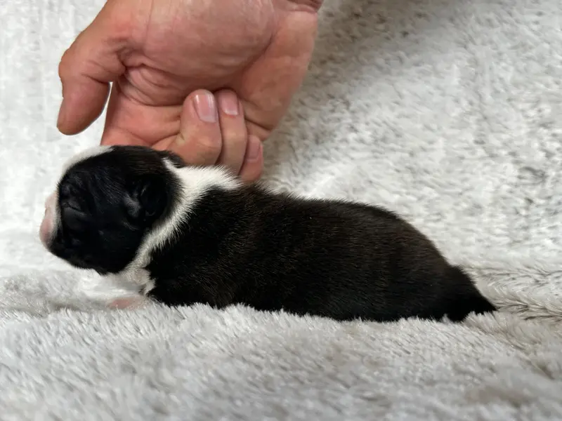 Portée de Boston terrier, élevage Chan Chue