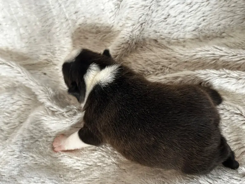 Portée de Boston terrier, élevage Chan Chue