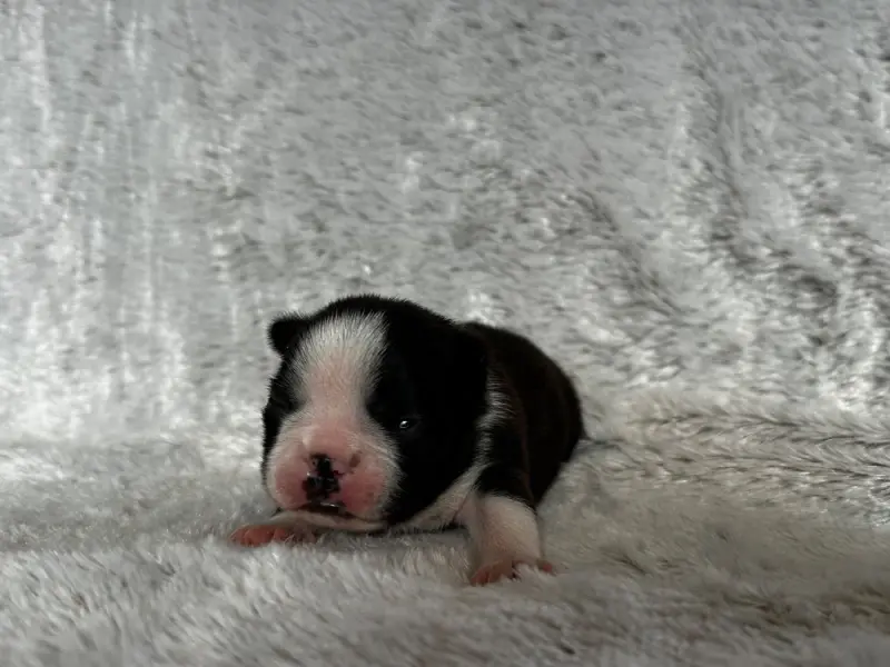 Portée de Boston terrier, élevage Chan Chue