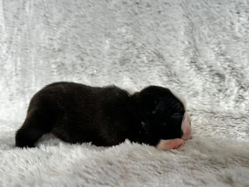 Portée de Boston terrier, élevage Chan Chue