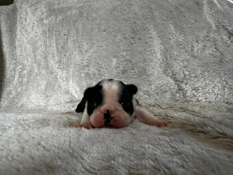 Portée de Boston terrier, élevage Chan Chue