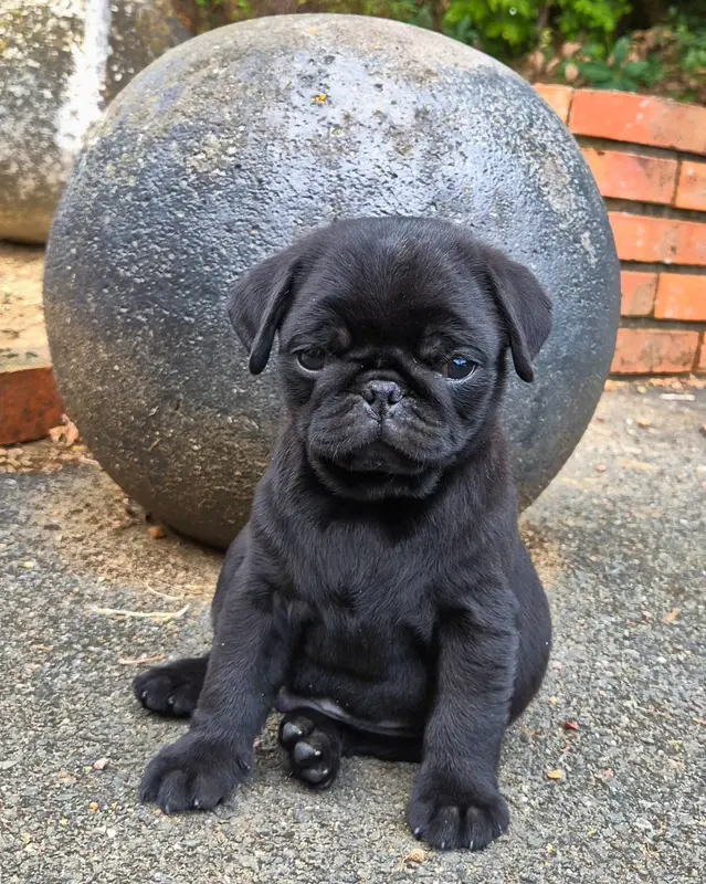 Chiot, Carlin, élevage De la Schumeraie