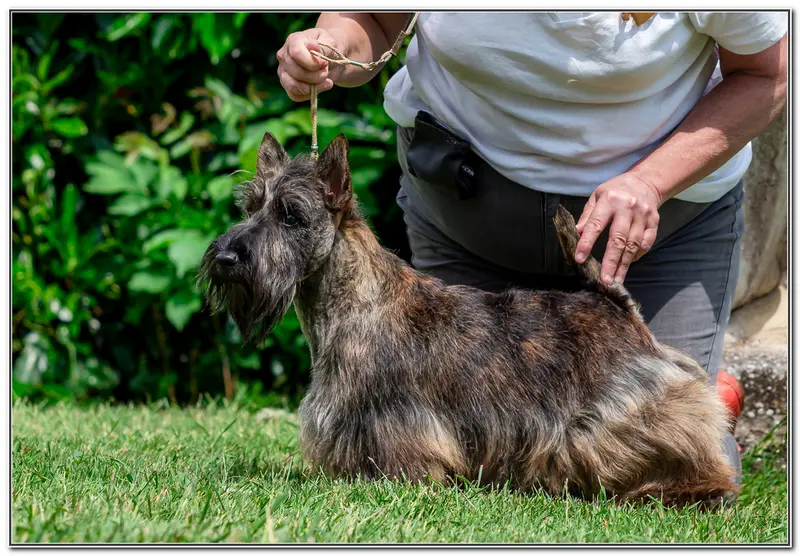 Mère de la portée de Terrier écossais, élevage Du Clan des Petits Colonels