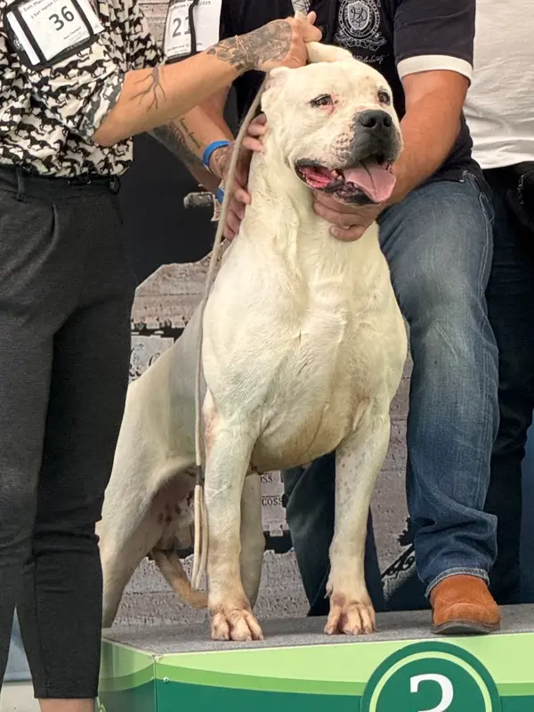 Portée de Dogue argentin, élevage Di Casa Nardini