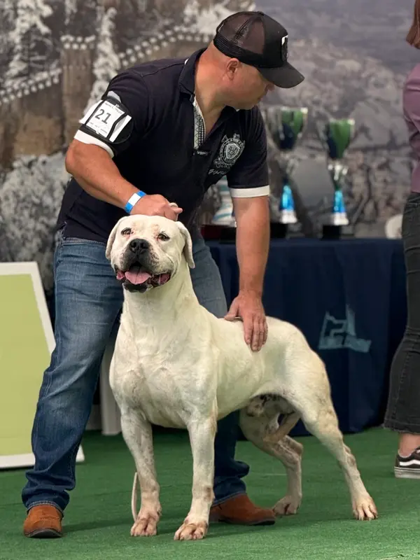 Portée de Dogue argentin, élevage Di Casa Nardini