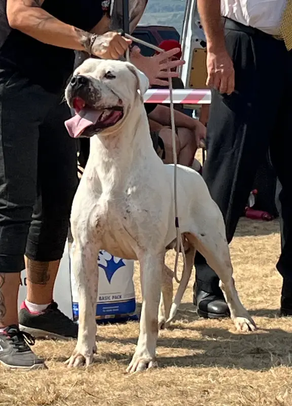 Portée de Dogue argentin, élevage Di Casa Nardini