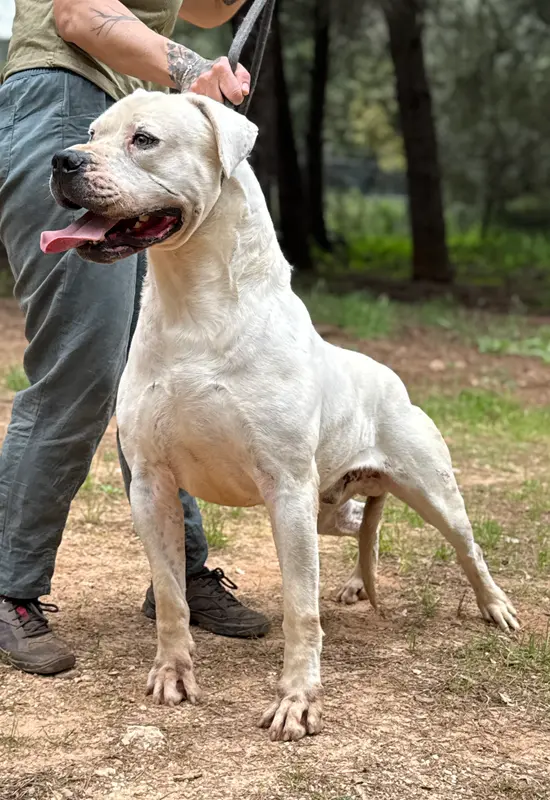 Portée de Dogue argentin, élevage Di Casa Nardini