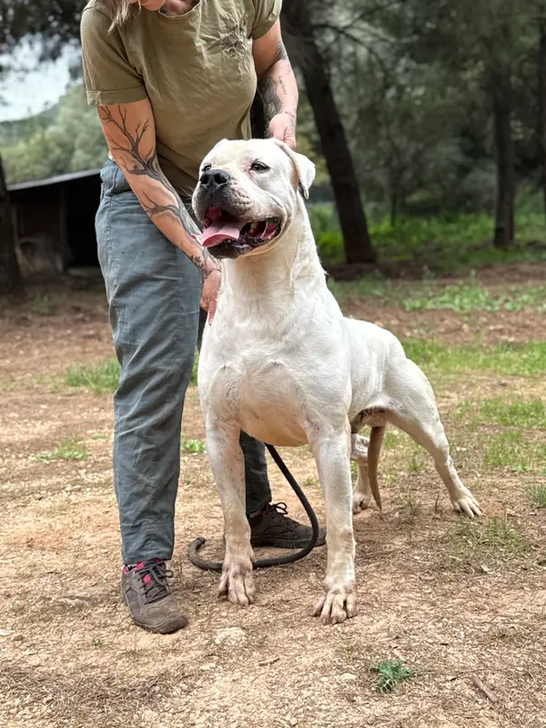 Portée de Dogue argentin, élevage Di Casa Nardini
