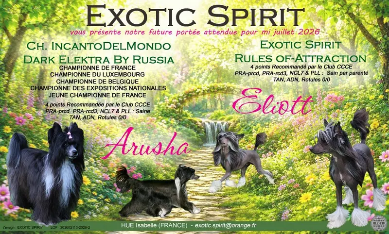 Portée de Chien chinois à crête, élevage Exotic Spirit