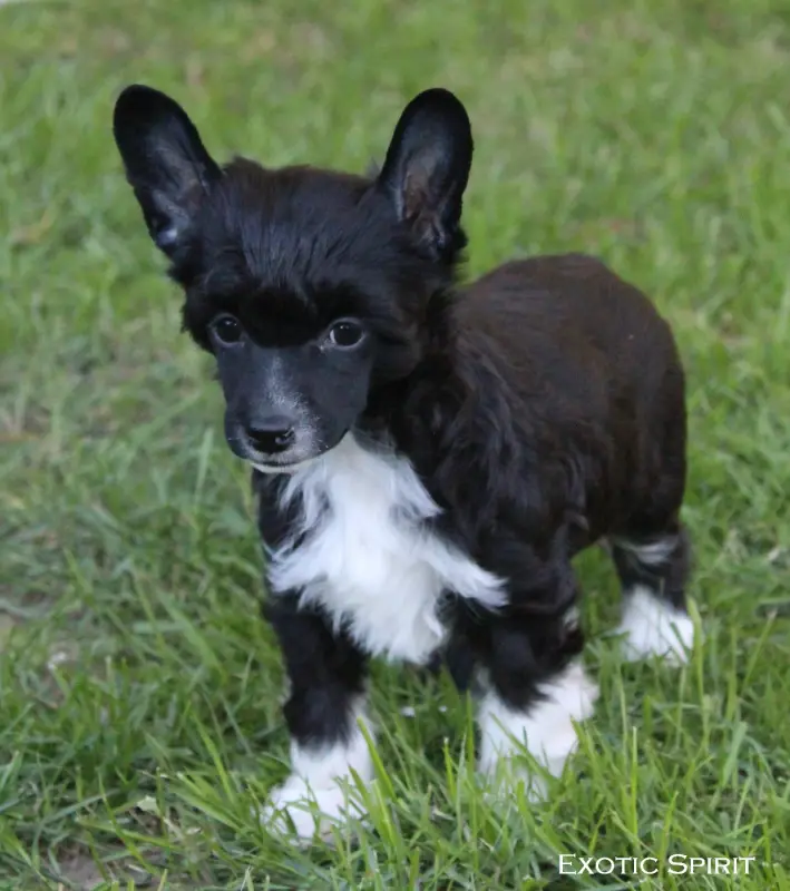 Borealia Dark, Chien chinois à crête, élevage Exotic Spirit