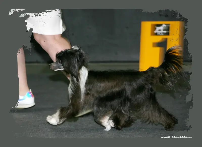 Portée de Chien chinois à crête, élevage Exotic Spirit