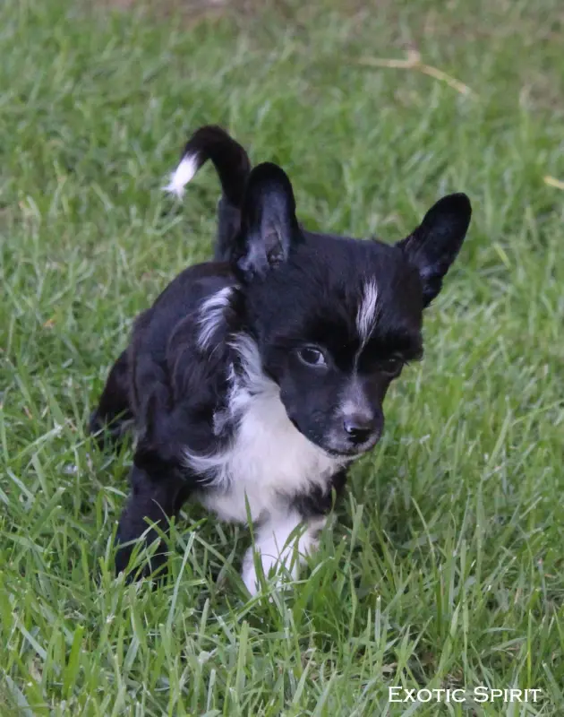 Black Onyx, Chien chinois à crête, élevage Exotic Spirit