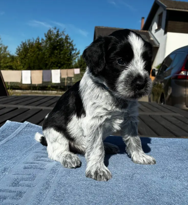 CHIOT - Collier Bleu, Schapendoes néerlandais, élevage Du Royaume de Fanelia