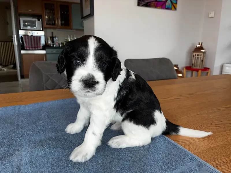 Photo de l'élevage Du Royaume de Fanelia