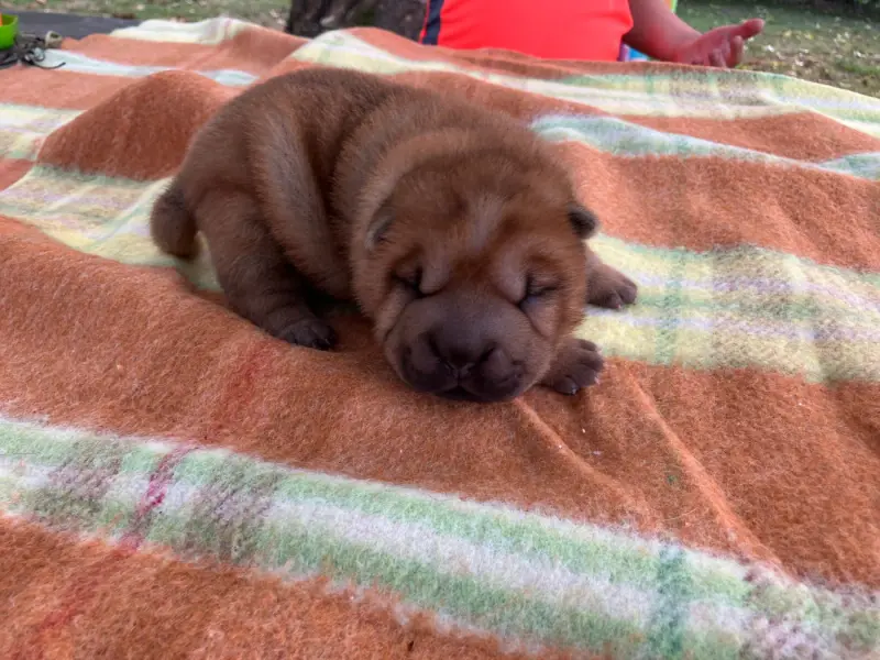 Portée de Shar-pei, élevage De l'Esprit de Buchido