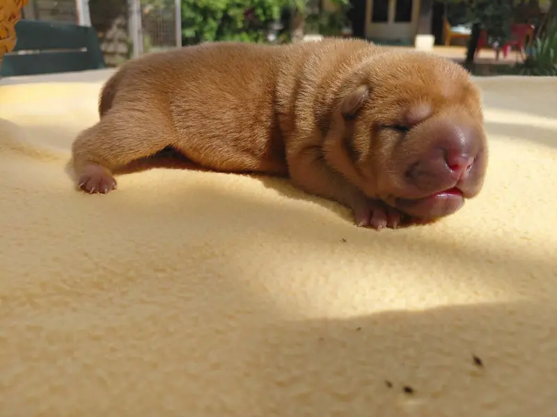 Portée de Shar-pei, élevage De l'Esprit de Buchido
