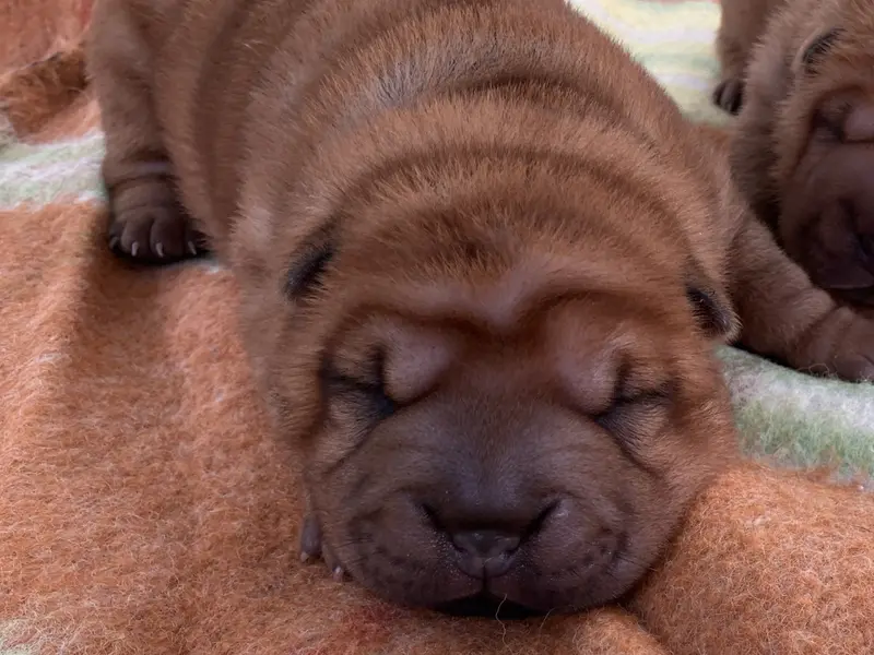 Bimbo, Shar-pei, élevage De l'Esprit de Buchido