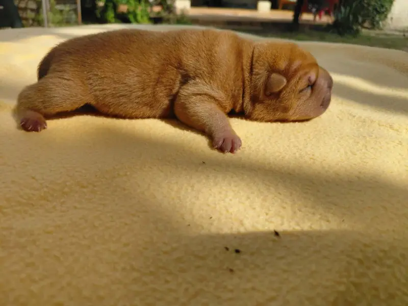 Portée de Shar-pei, élevage De l'Esprit de Buchido