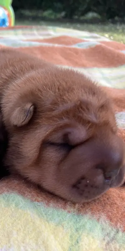 Portée de Shar-pei, élevage De l'Esprit de Buchido