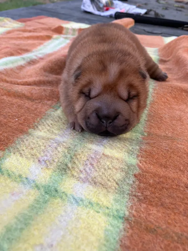 Portée de Shar-pei, élevage De l'Esprit de Buchido