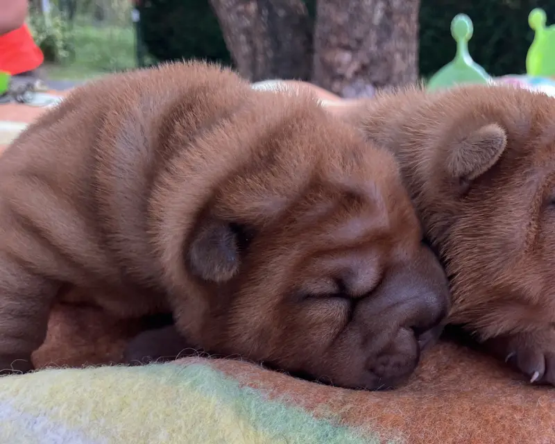 Portée de Shar-pei, élevage De l'Esprit de Buchido