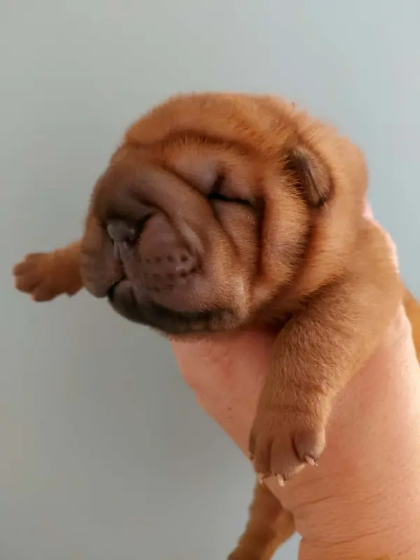 Chiot, Shar-pei, élevage De l'Esprit de Buchido