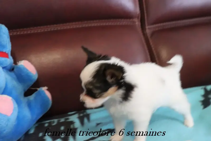 CHIOT 5 Femelle B___, Épagneul nain continental, élevage Du Pre Mely de Laureden