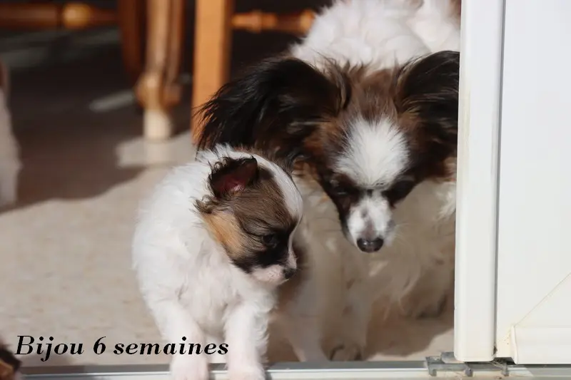 Portée de Épagneul nain continental, élevage Du Pre Mely de Laureden