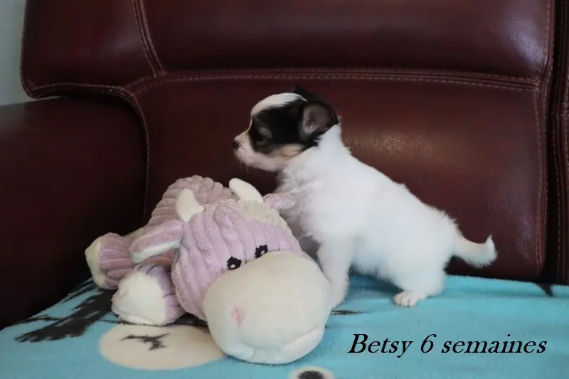 Betsy, Épagneul nain continental, élevage Du Pre Mely de Laureden