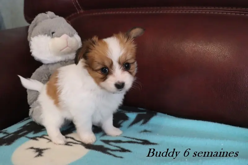 Buddy, Épagneul nain continental, élevage Du Pre Mely de Laureden